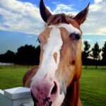 Le cheval coquin.. pourquoi donc ?